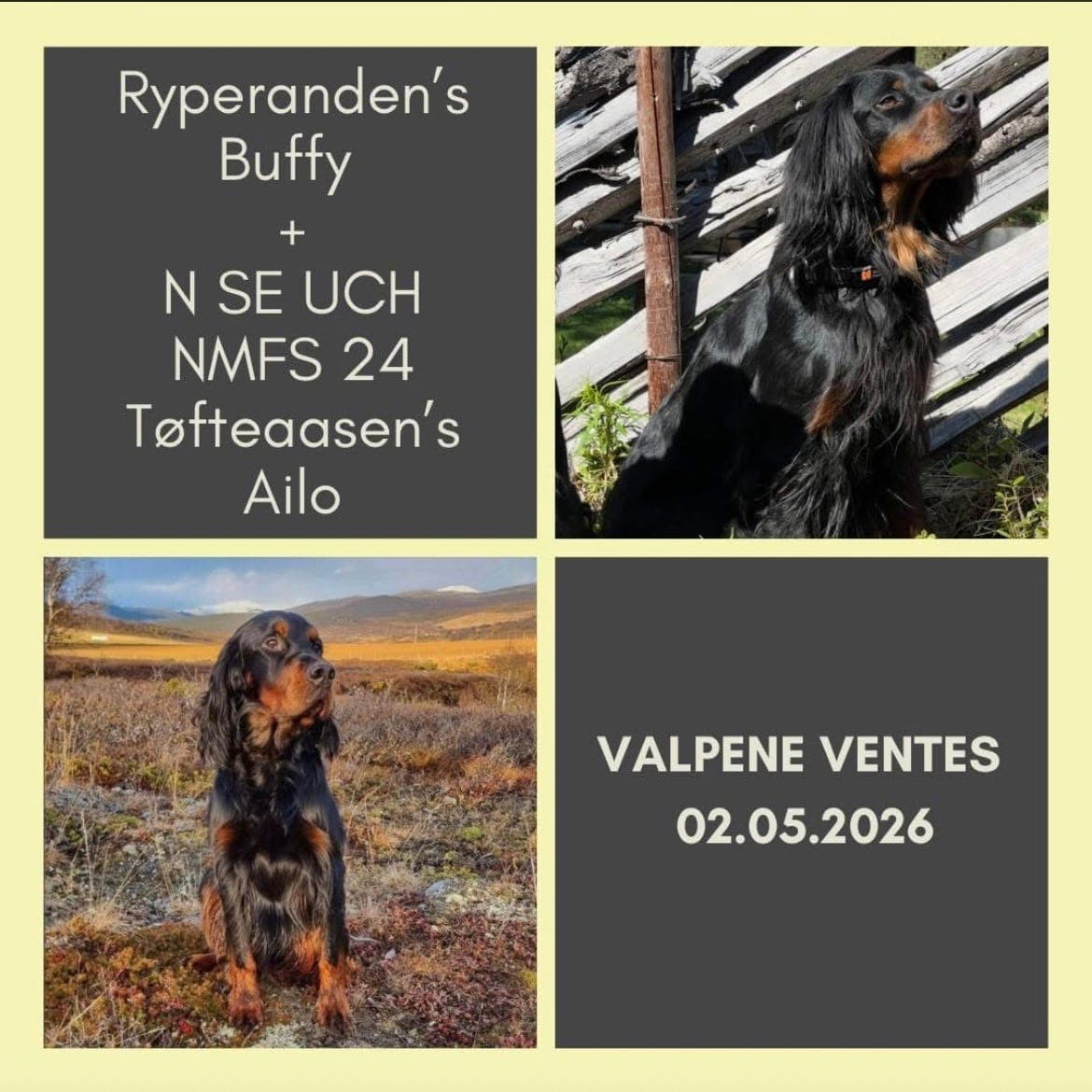 Gordon Setter valpekull