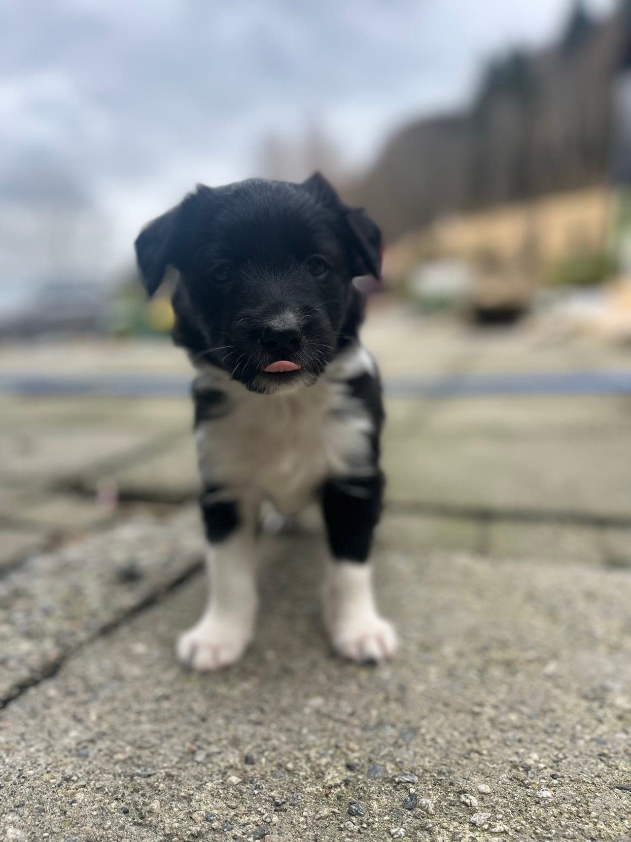 Border collie tispe valp