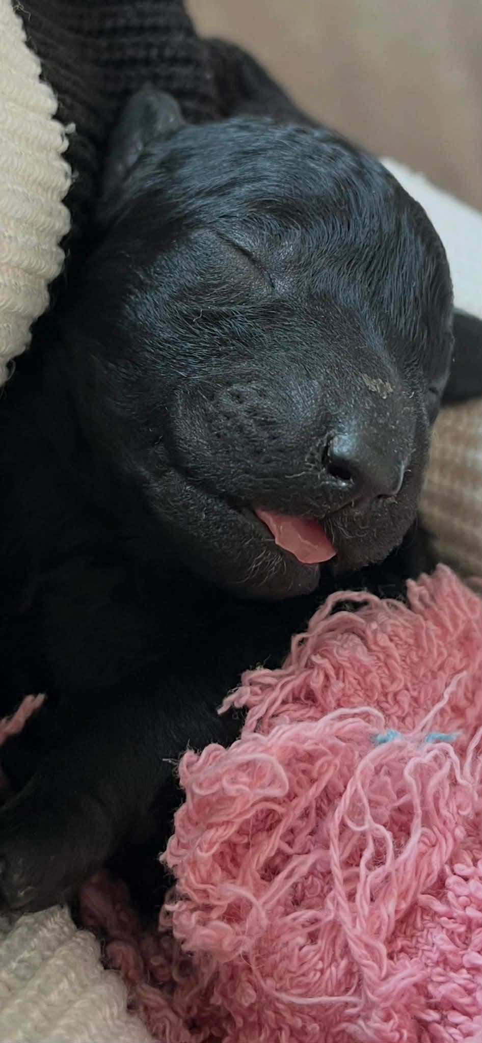 Mellompuddel valper sort | NKK | Leveringsklar mai | Familieoppdrett