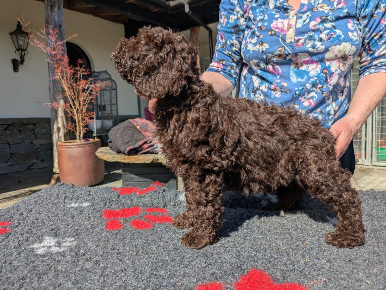 Leveringsklare Spansk Vannhund valper
