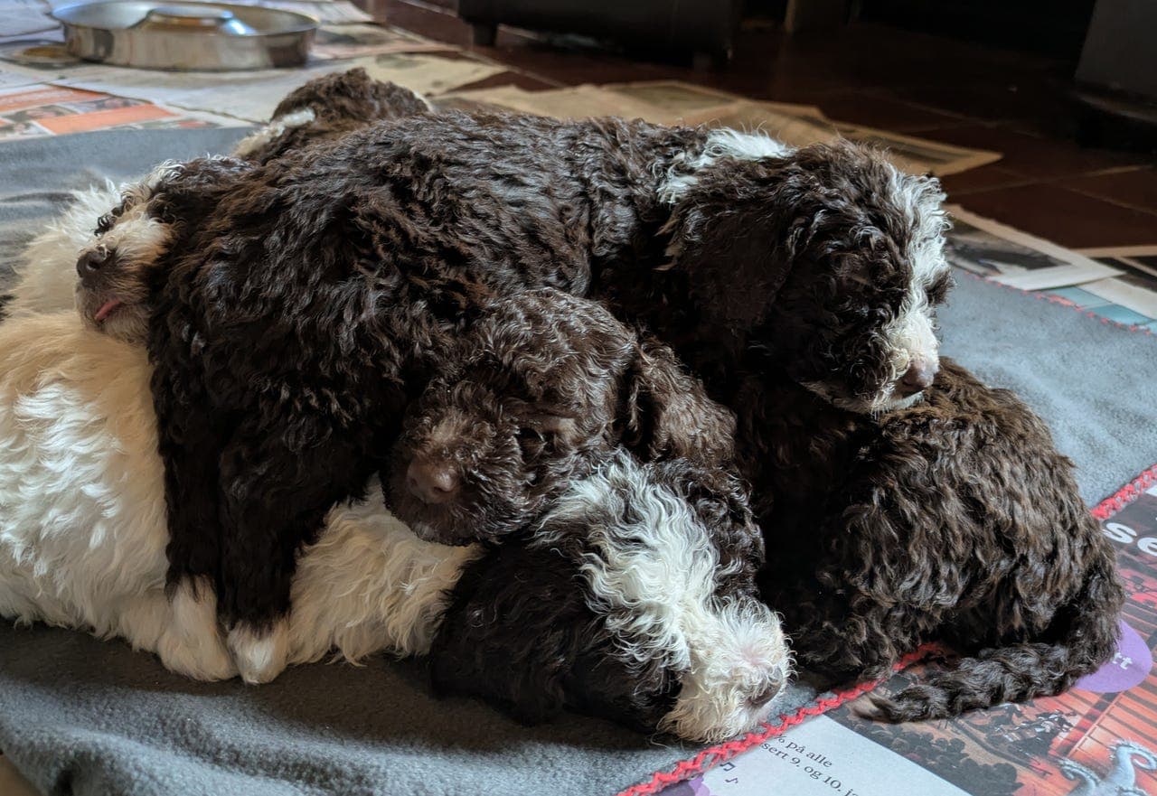 Spansk Vannhund valper