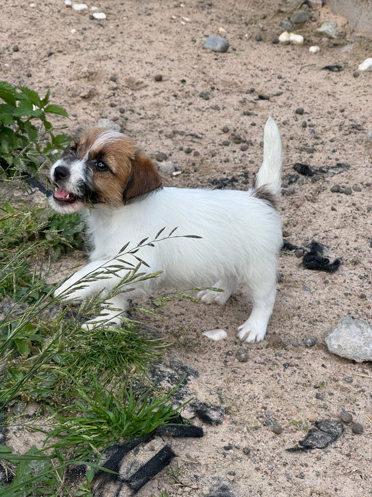 NKK reg. Jack Russell terrier