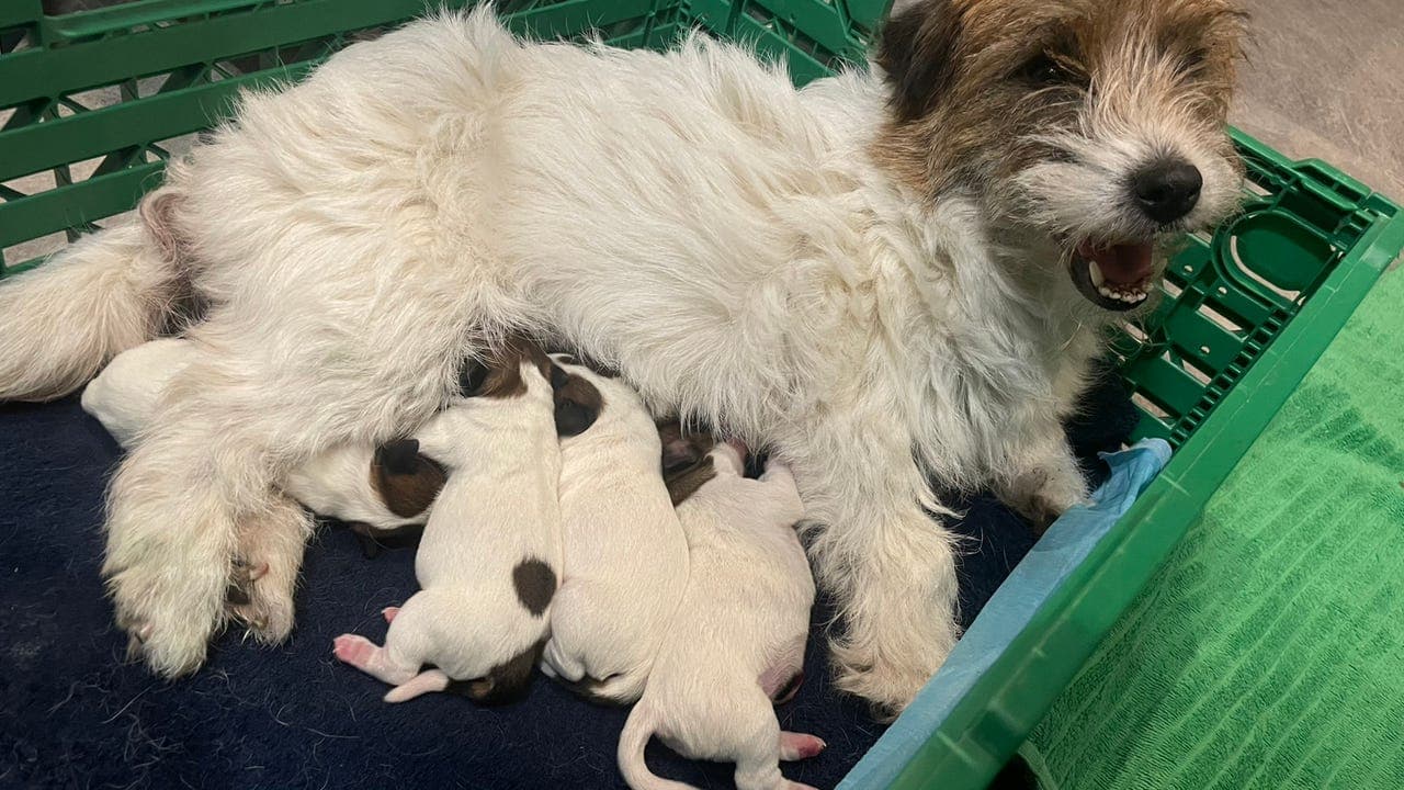 NKK reg. Jack Russell terrier