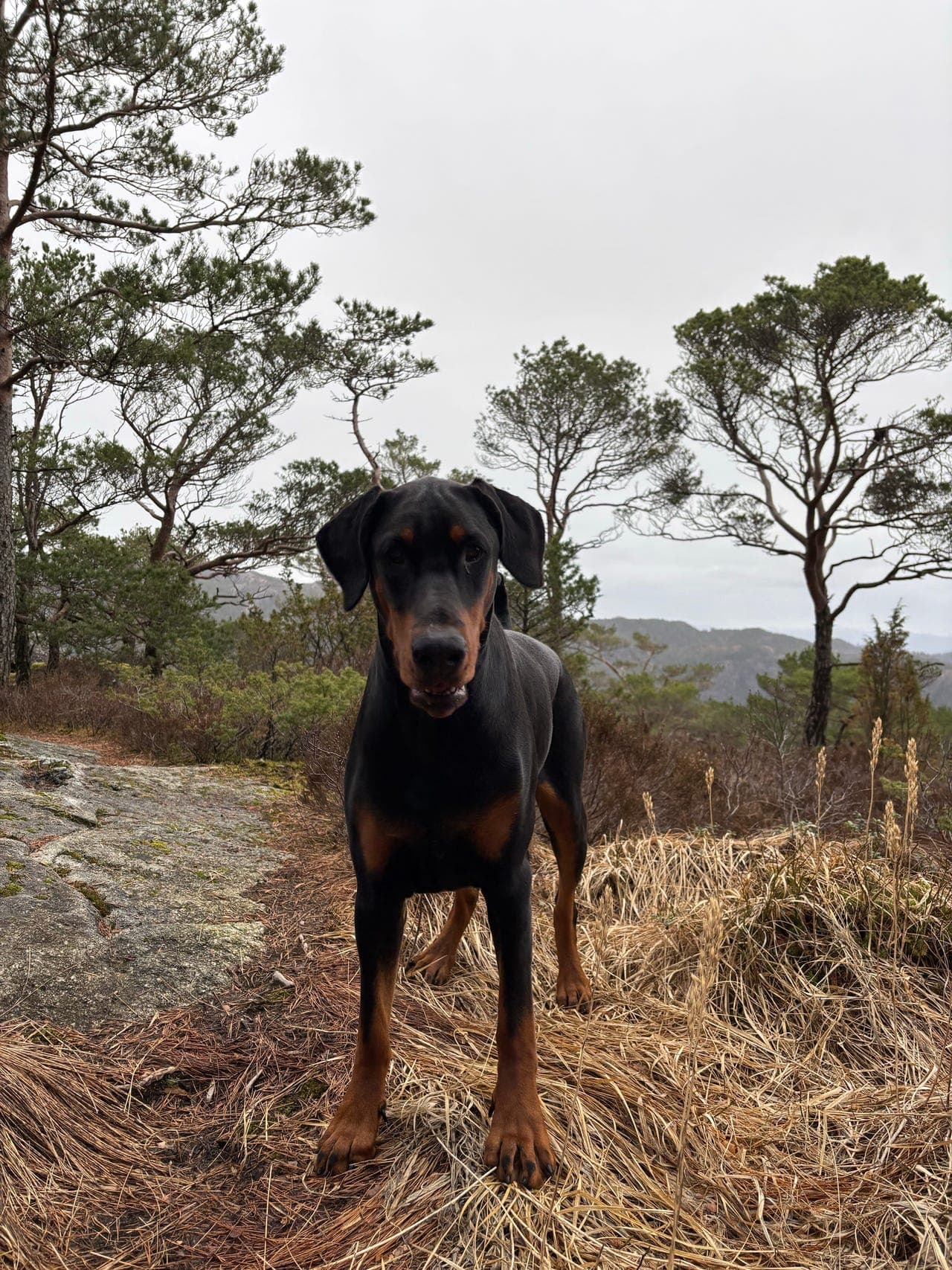 Dobermann tispe vurderes omplassert