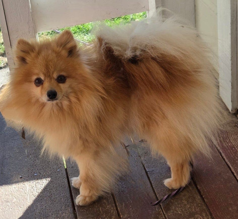 Pomeranian hann søker nytt hjem uten barn