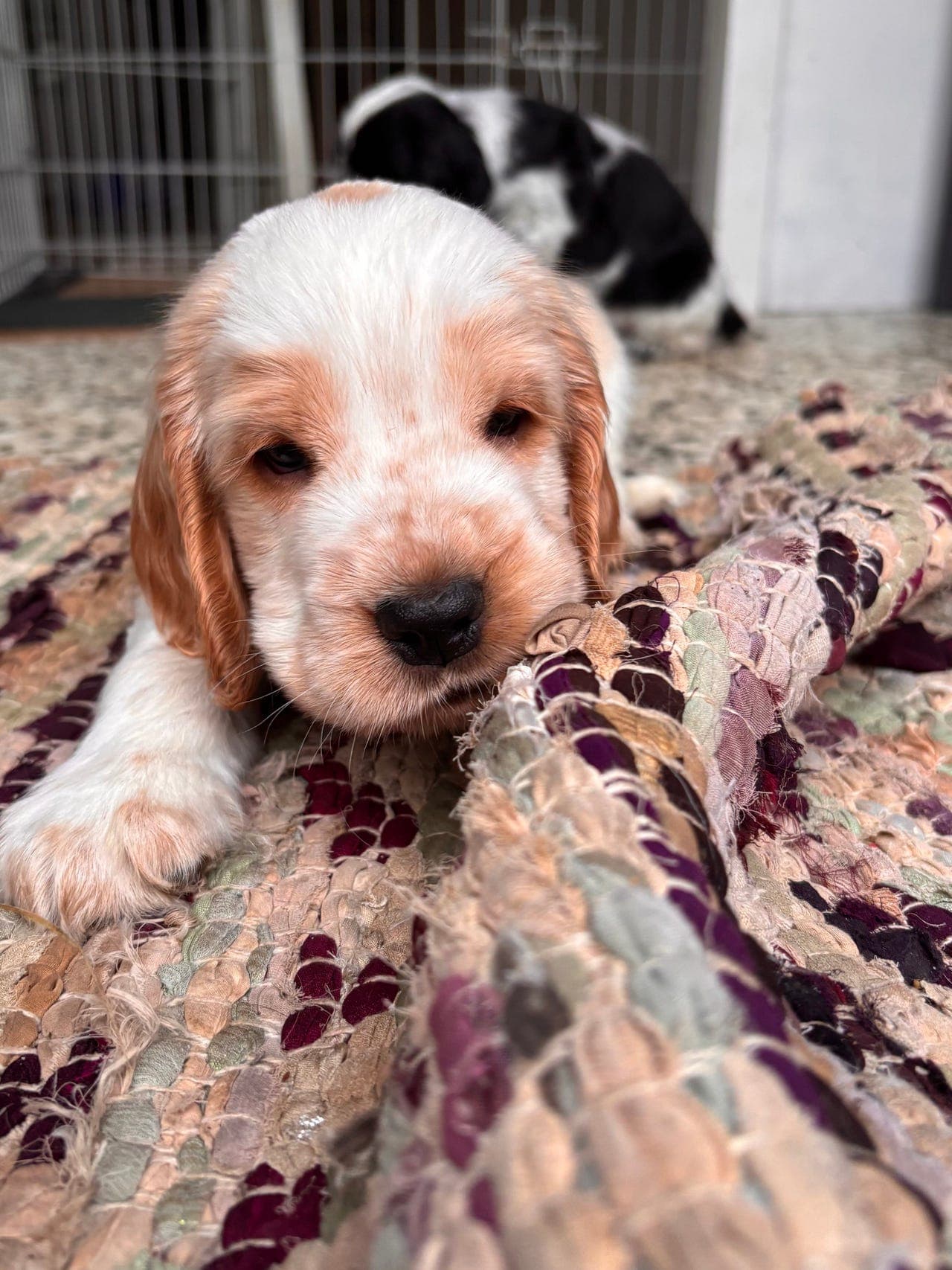 Nydelig Cocker Spaniel valp