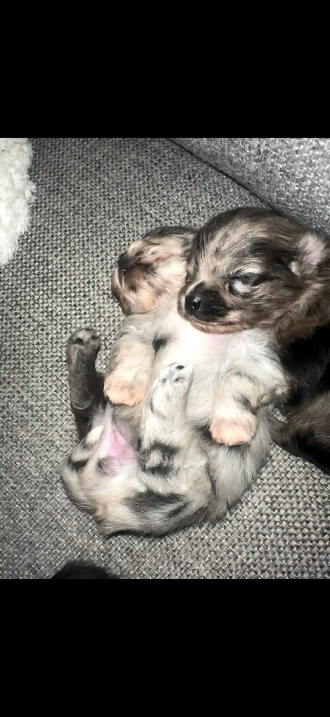 Fire nydelige Pomeranian valper