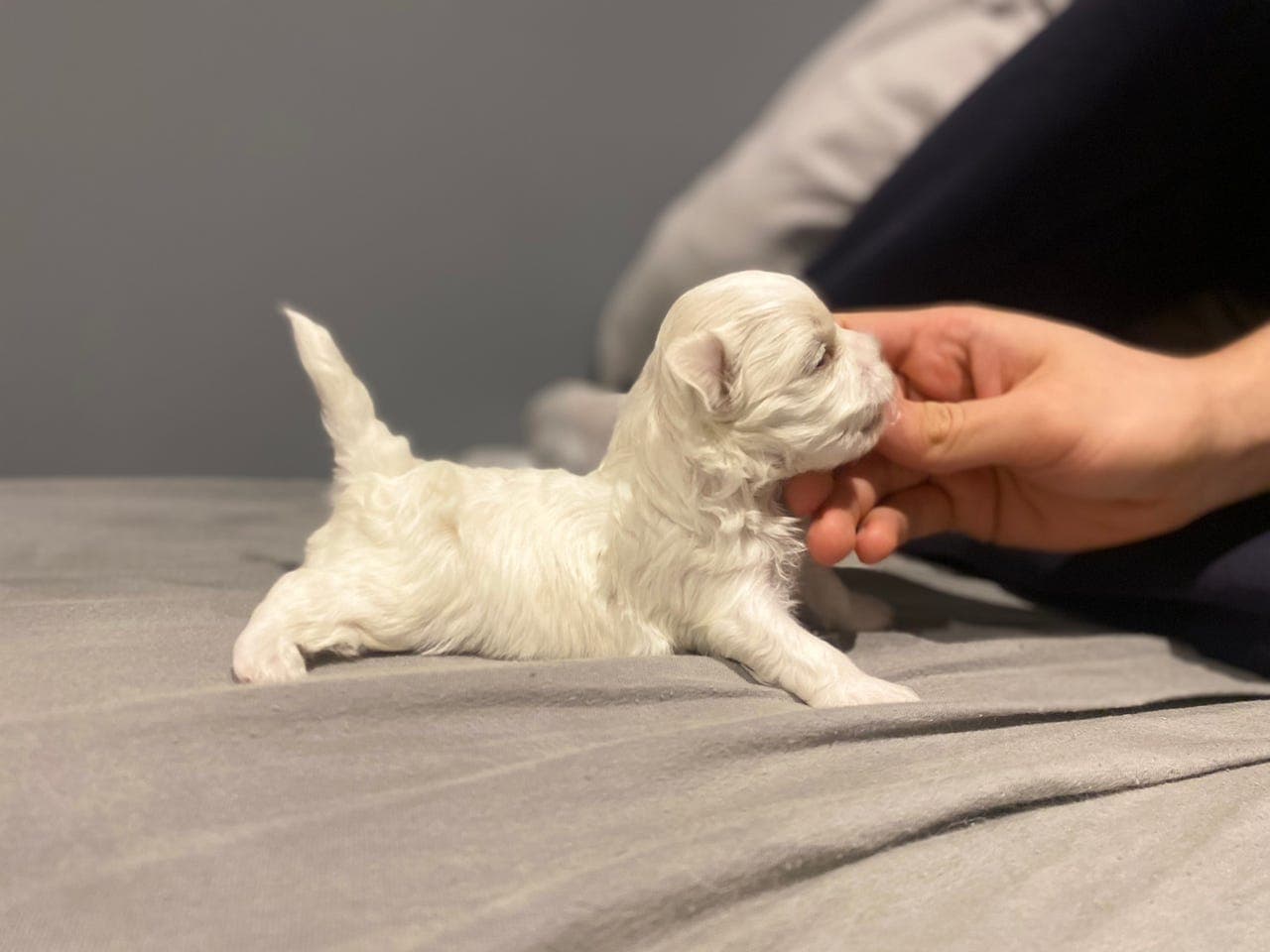 Malteser valper med stamtavle allergivennlig og familievennlig