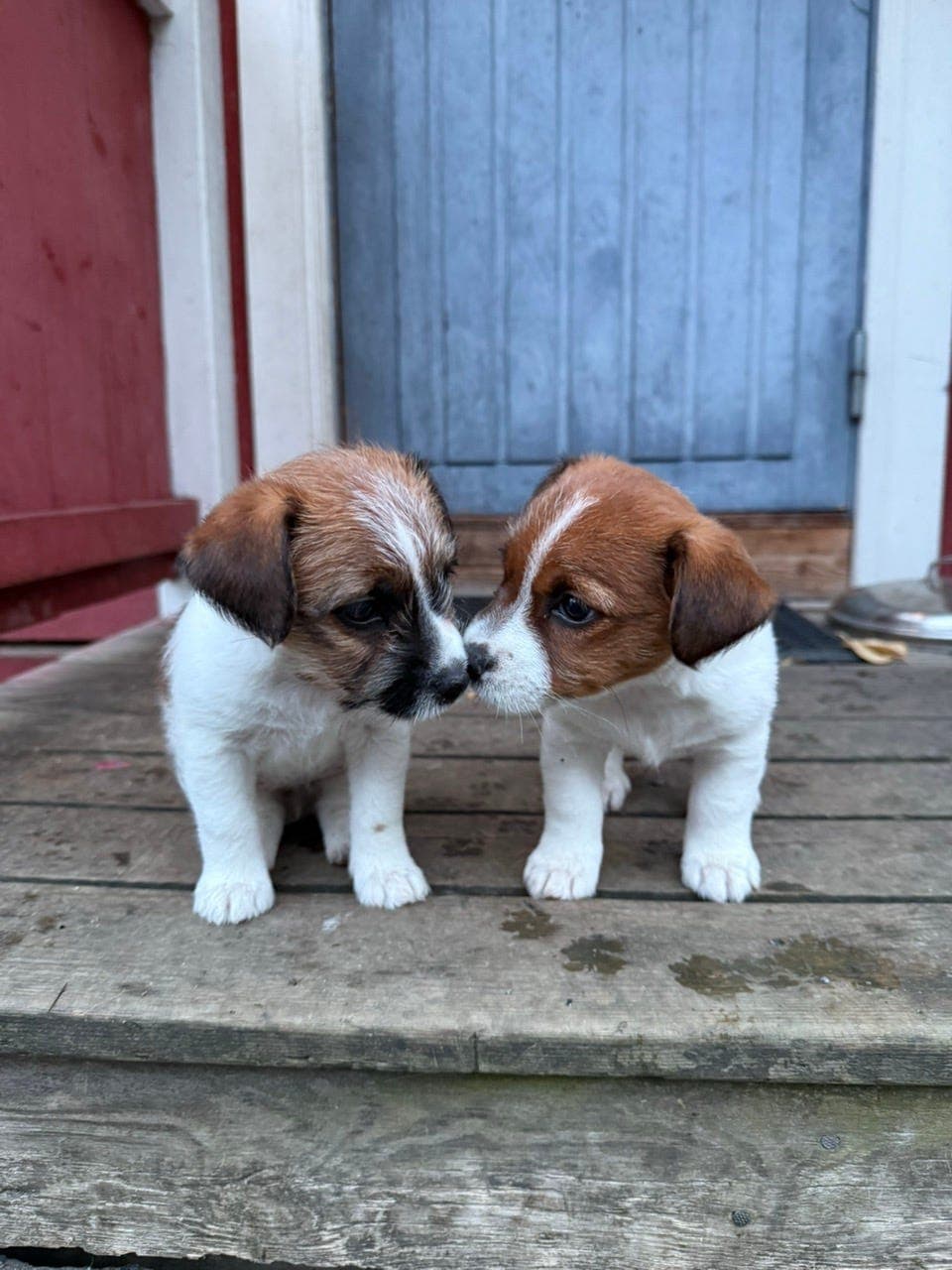 Jack Russell Terrier valper