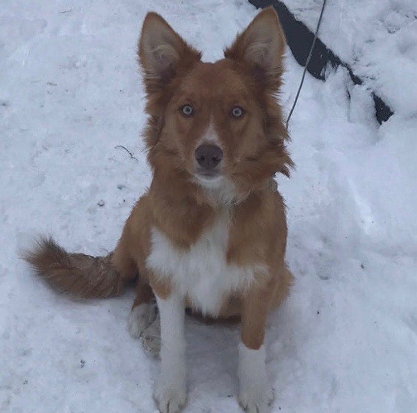 Border collie
