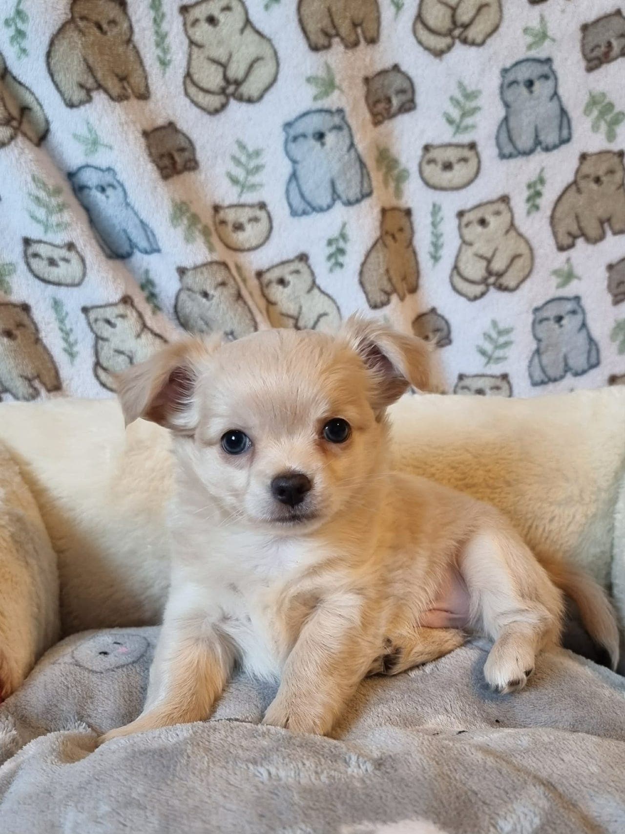 Langhåret chihuahua hannvalp reg. i NKK for salg