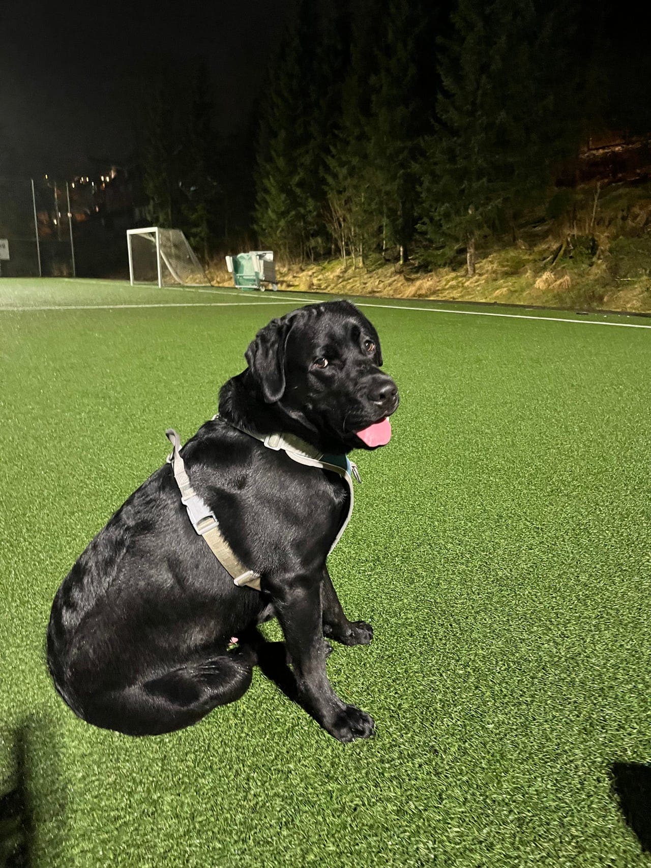 Vår nydelige labrador på 1 år søker et trygt og godt hjem.