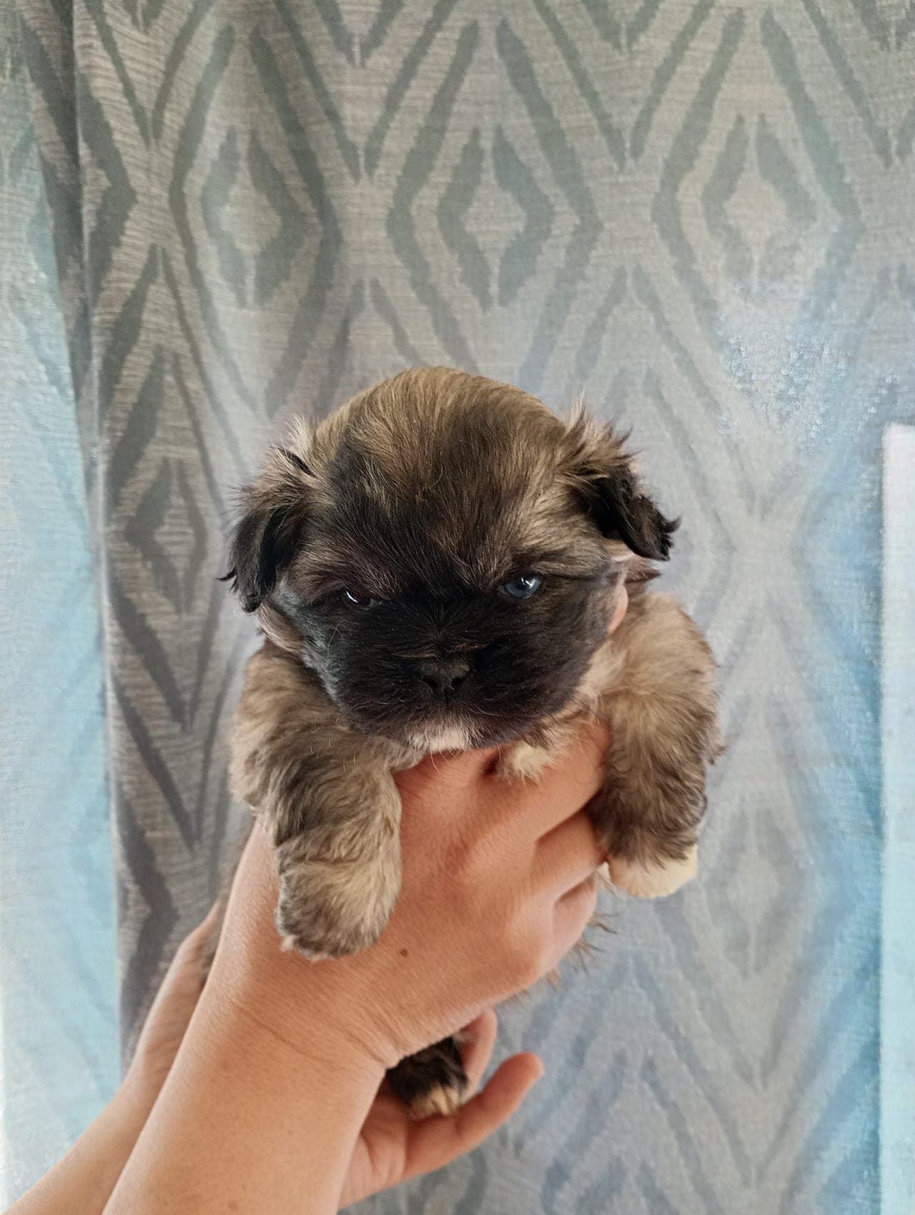 Tibetansk Spaniel