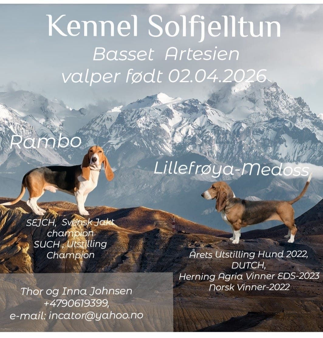 Basset Artesien Normand valper