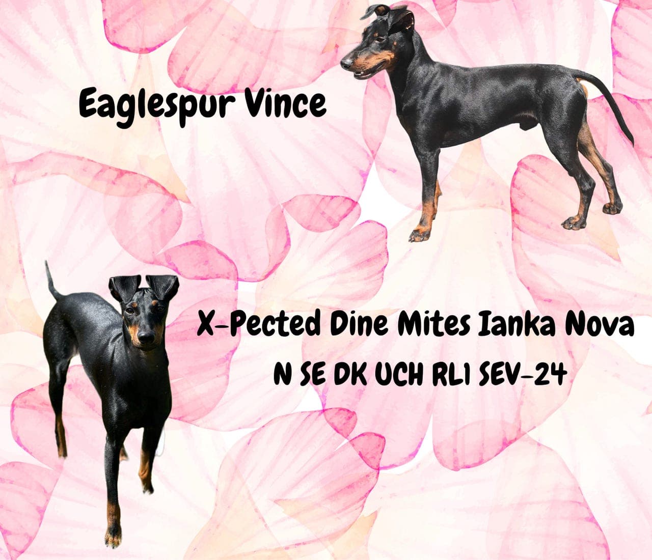 Manchester terrier valper ventes!