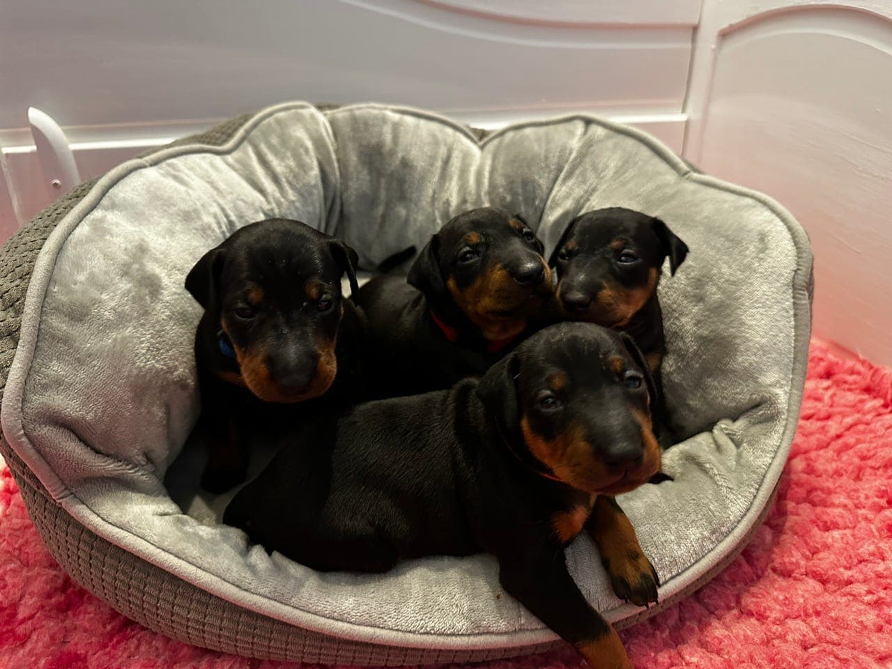 Manchester terrier valper