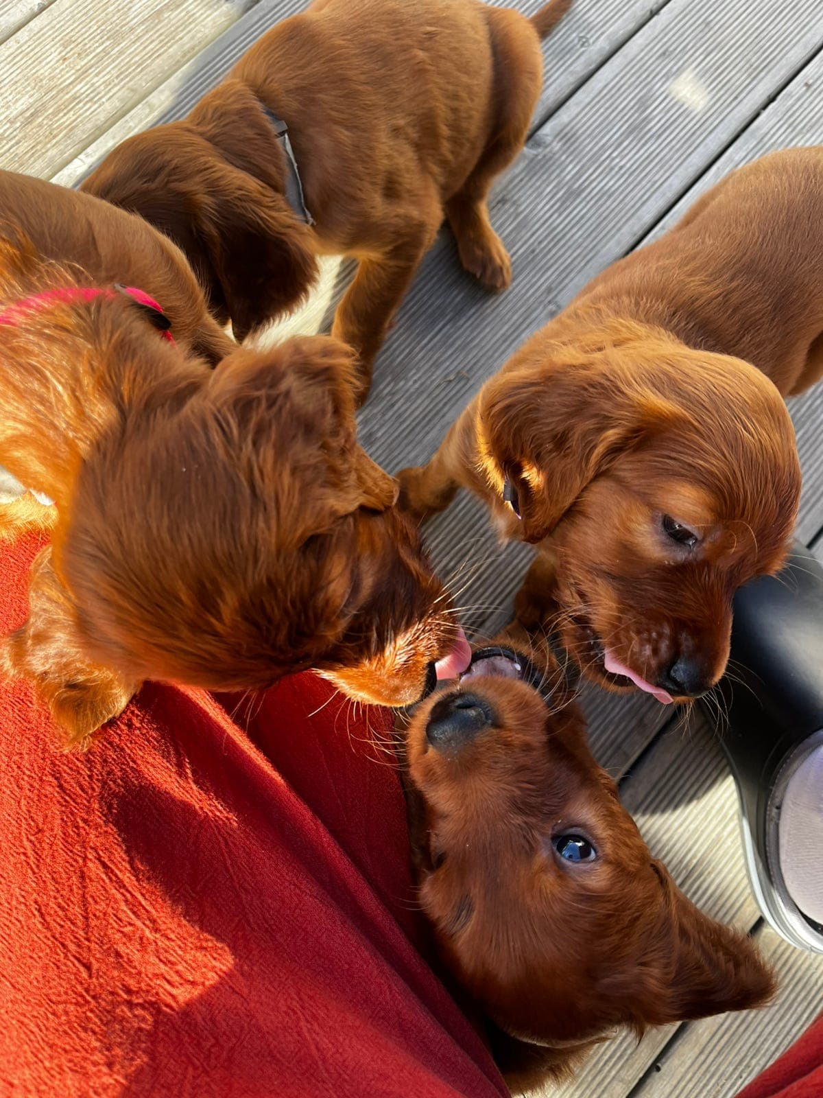 Irsksettervalper leveringsklare fra 28.04