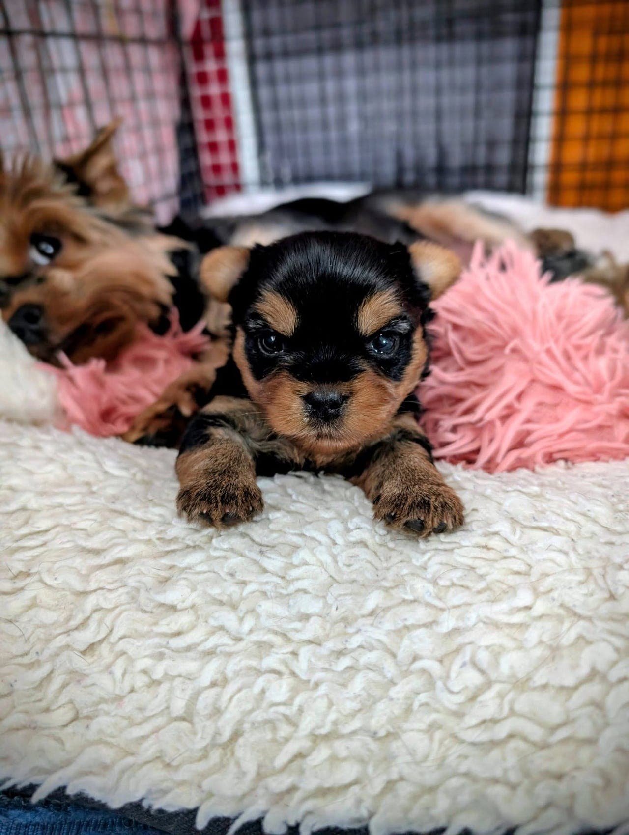 To flotte Yorkshireterrier gutter selges