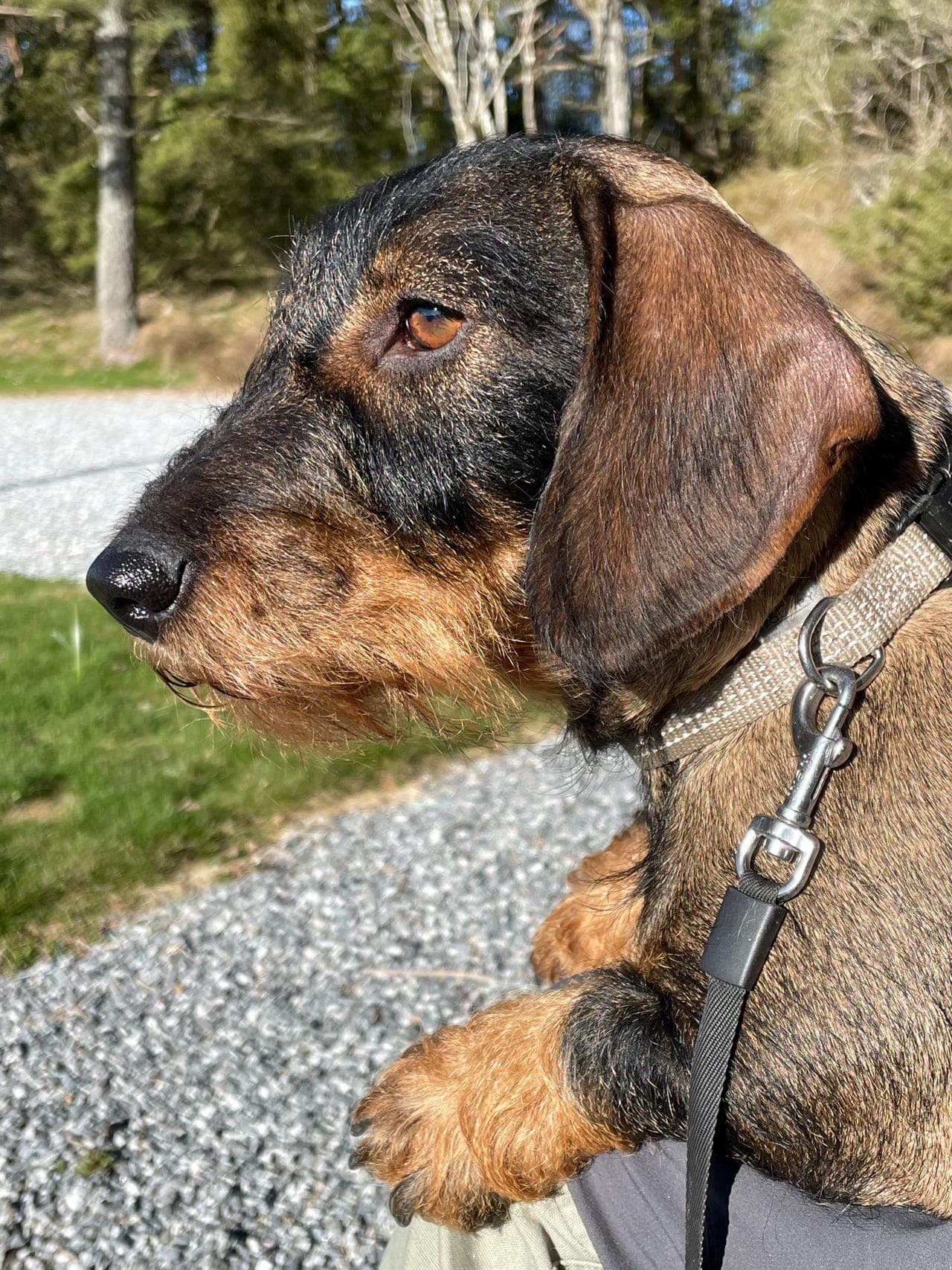 Strihåret dachsvalper ventes