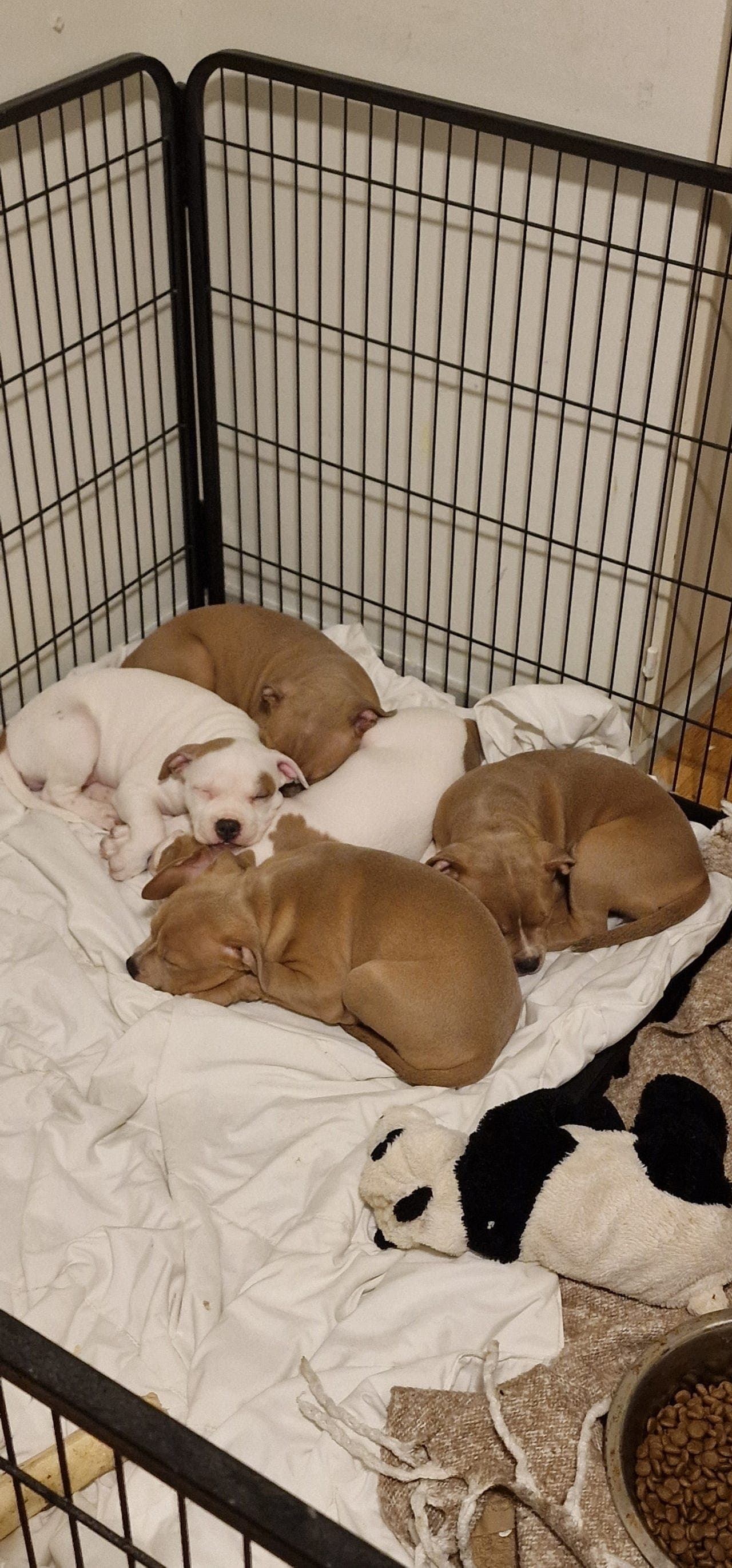 Staffordshire Bull Terrier