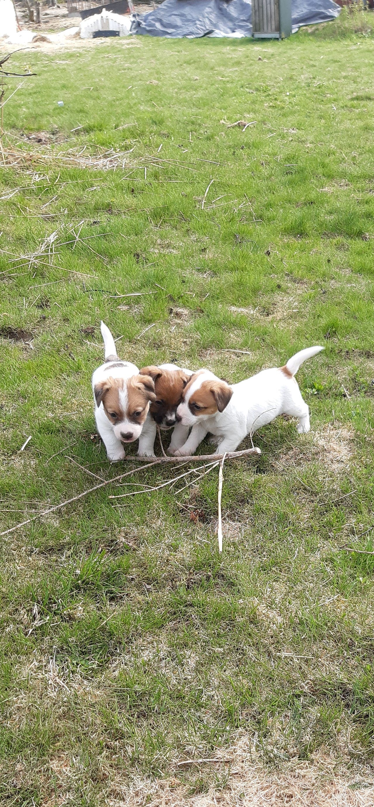 Nydelige Jack Russell valper