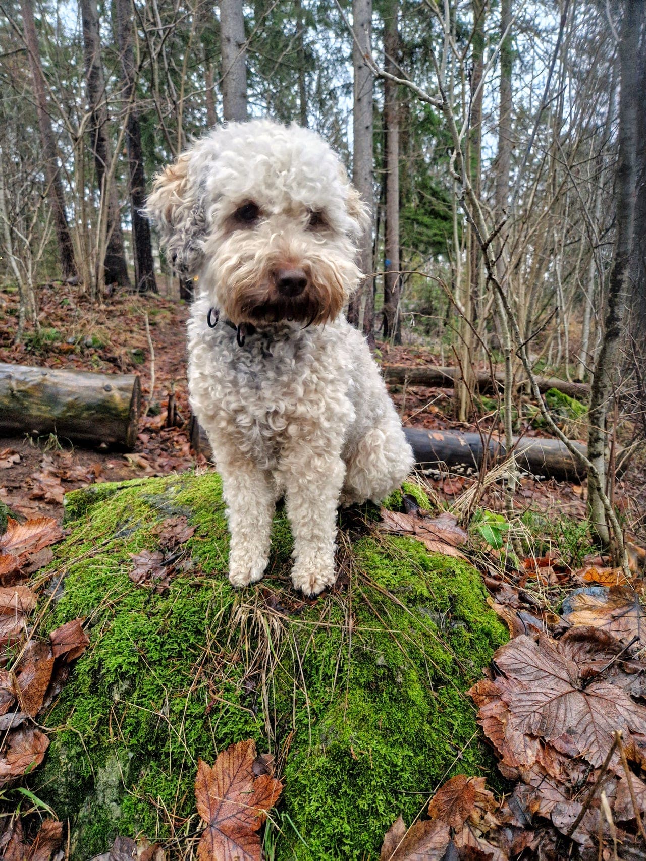 Bonushjem til herlig Lagotto tispe