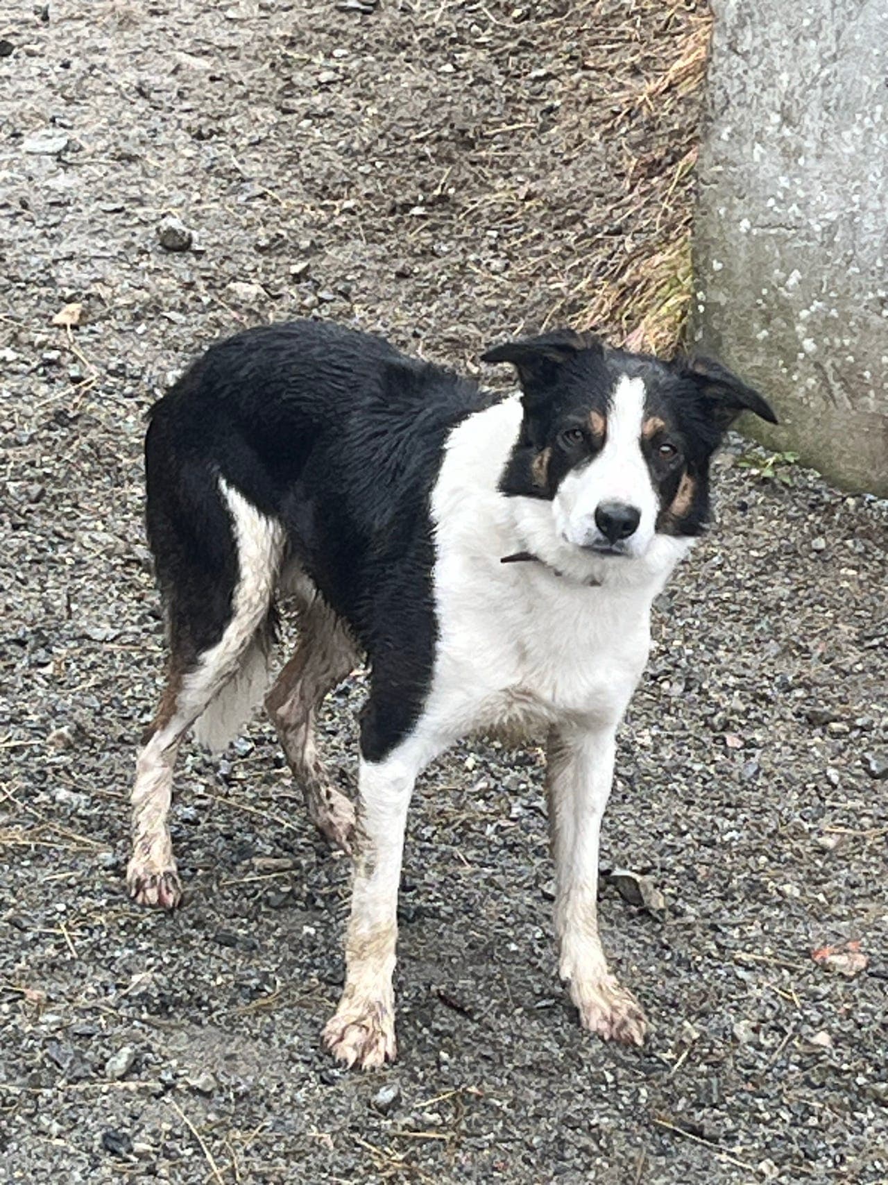 Gjeterhund klasse 2