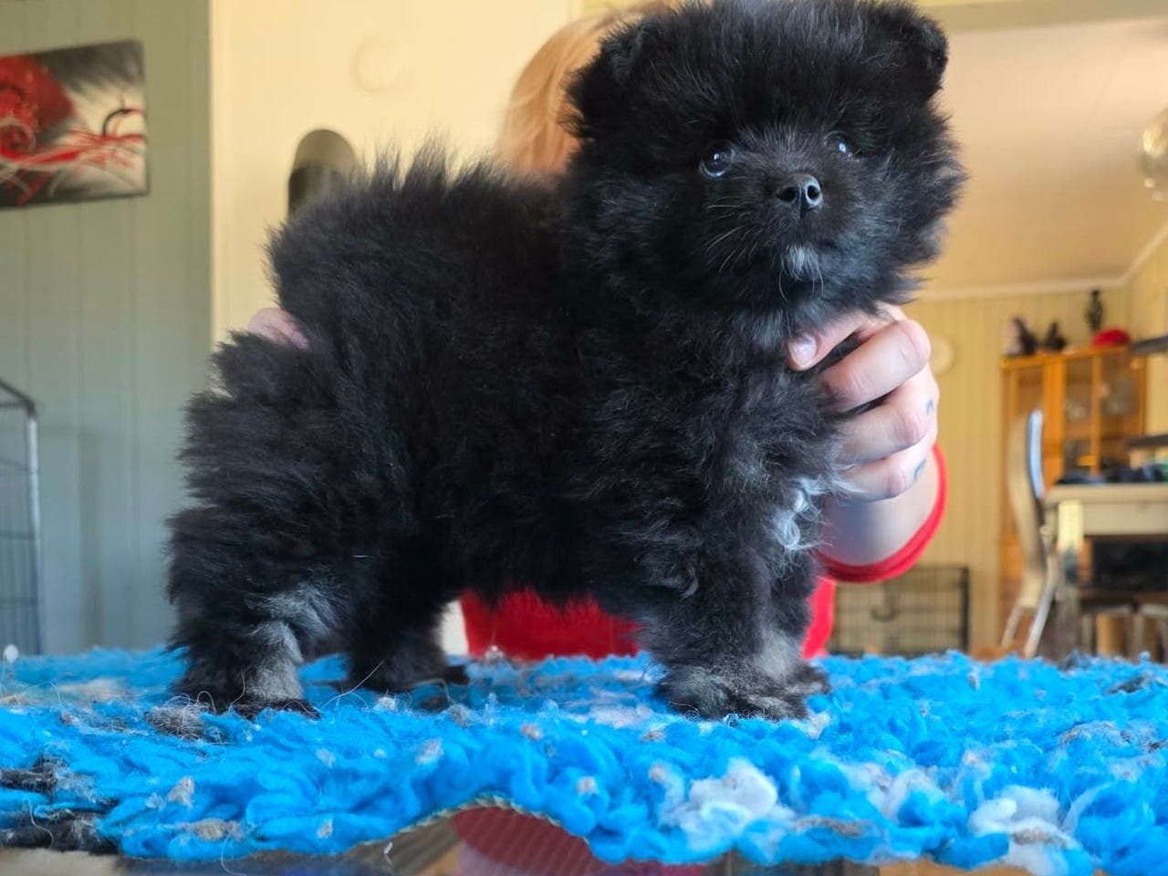 Lekker nkk reg kleinspitz gutt