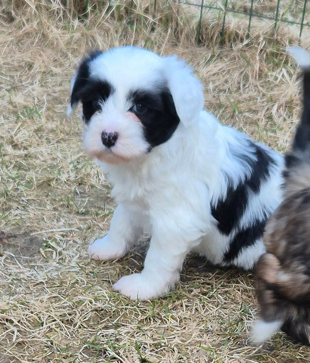 NKK Registrert Tibetansk Terrier tispe