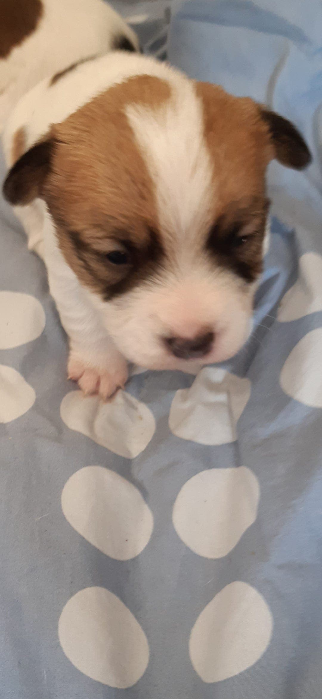 Jack Russell valper