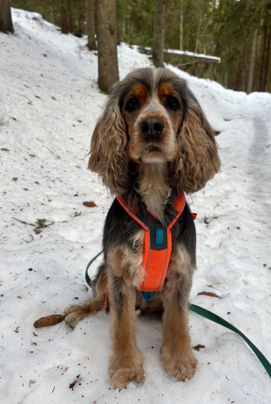 Valper Engelsk Cocker Spaniel – fokus på trygge og kjærlige hjem