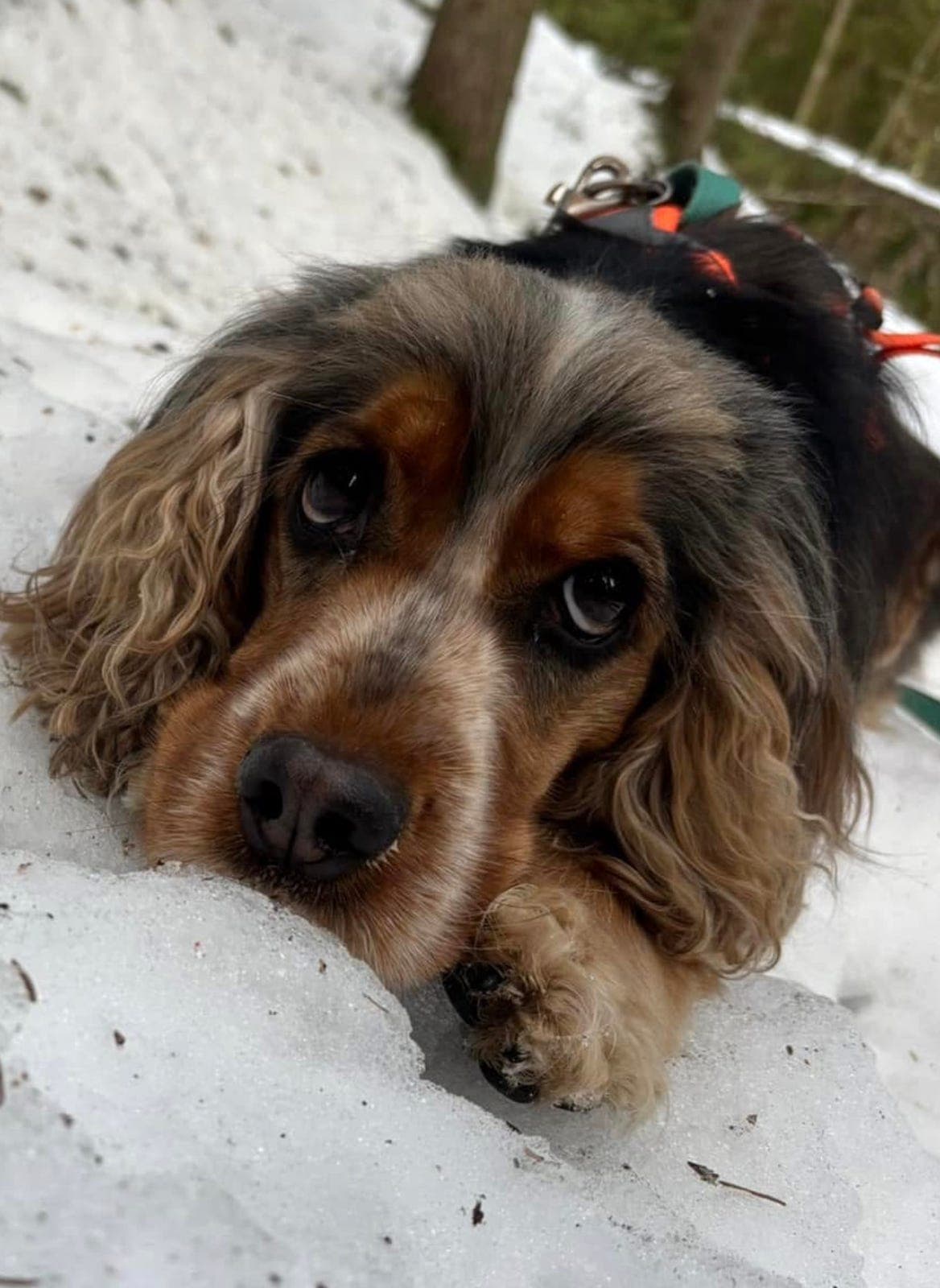 Valper Engelsk Cocker Spaniel – fokus på trygge og kjærlige hjem