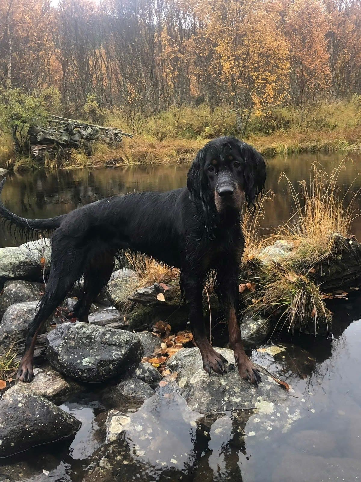 Gordon setter valper ventes
