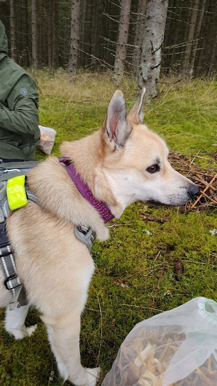 Buhund valper underveis