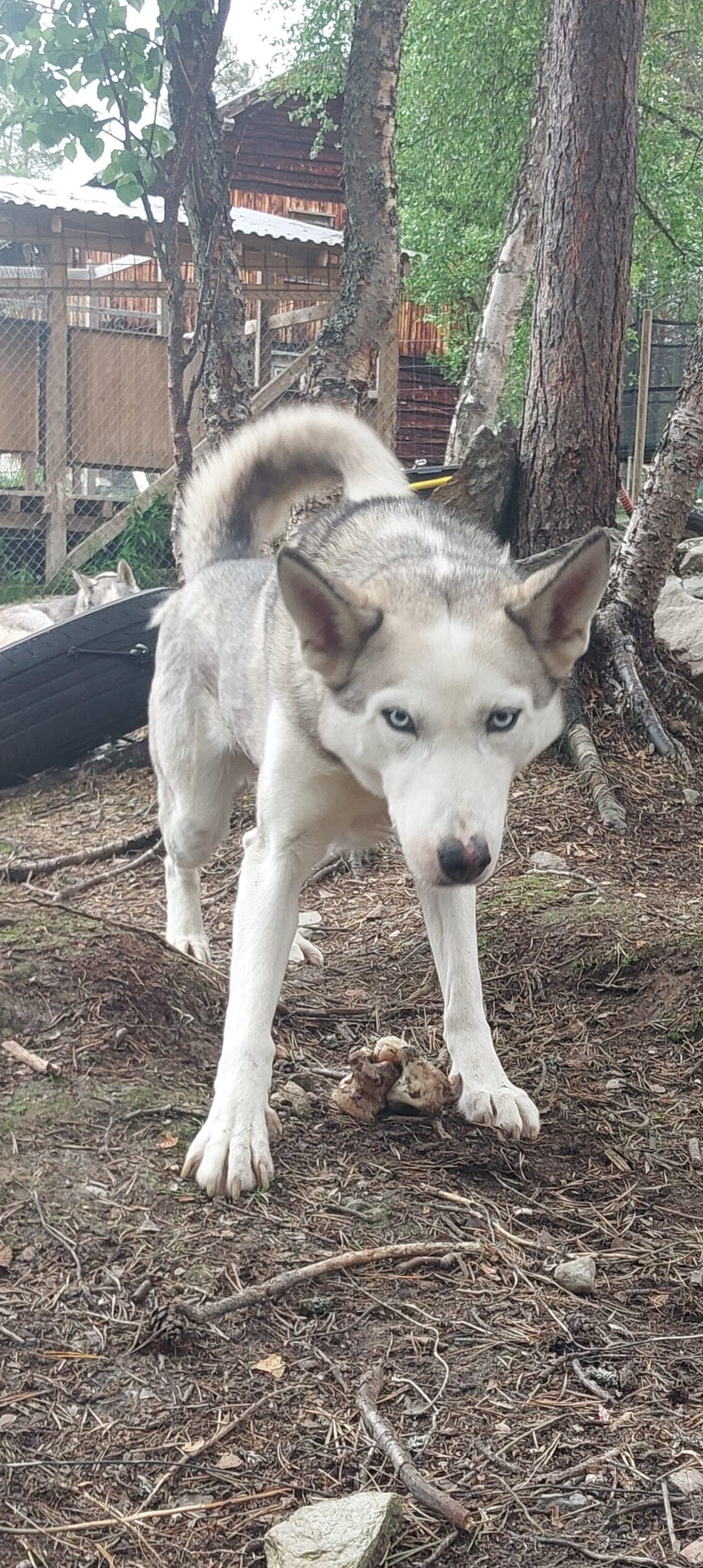Siberian Husky Inna vurderes omplassert