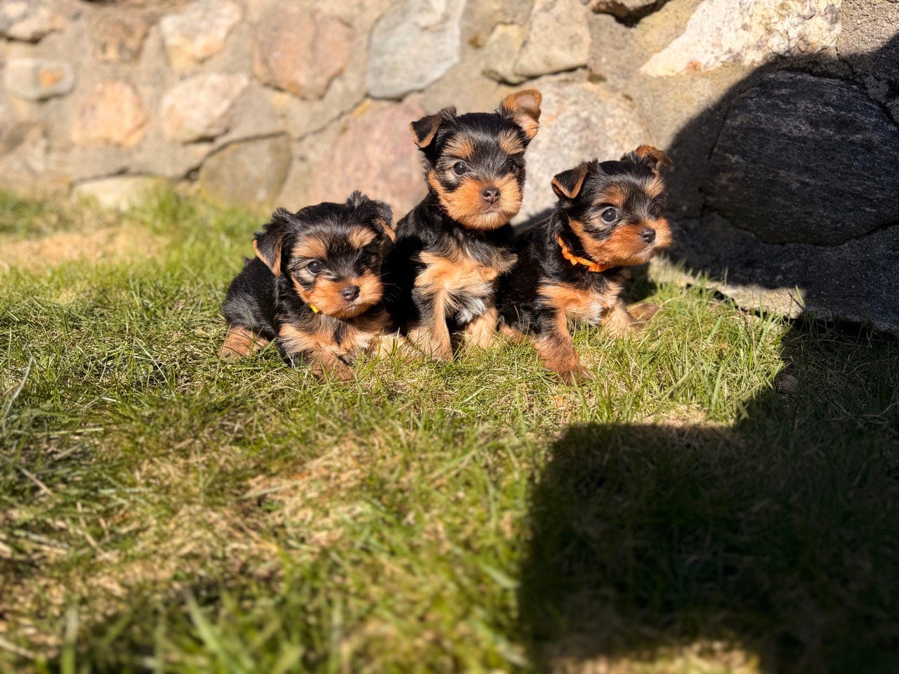 Yorkshire terrier valper med stamtavle