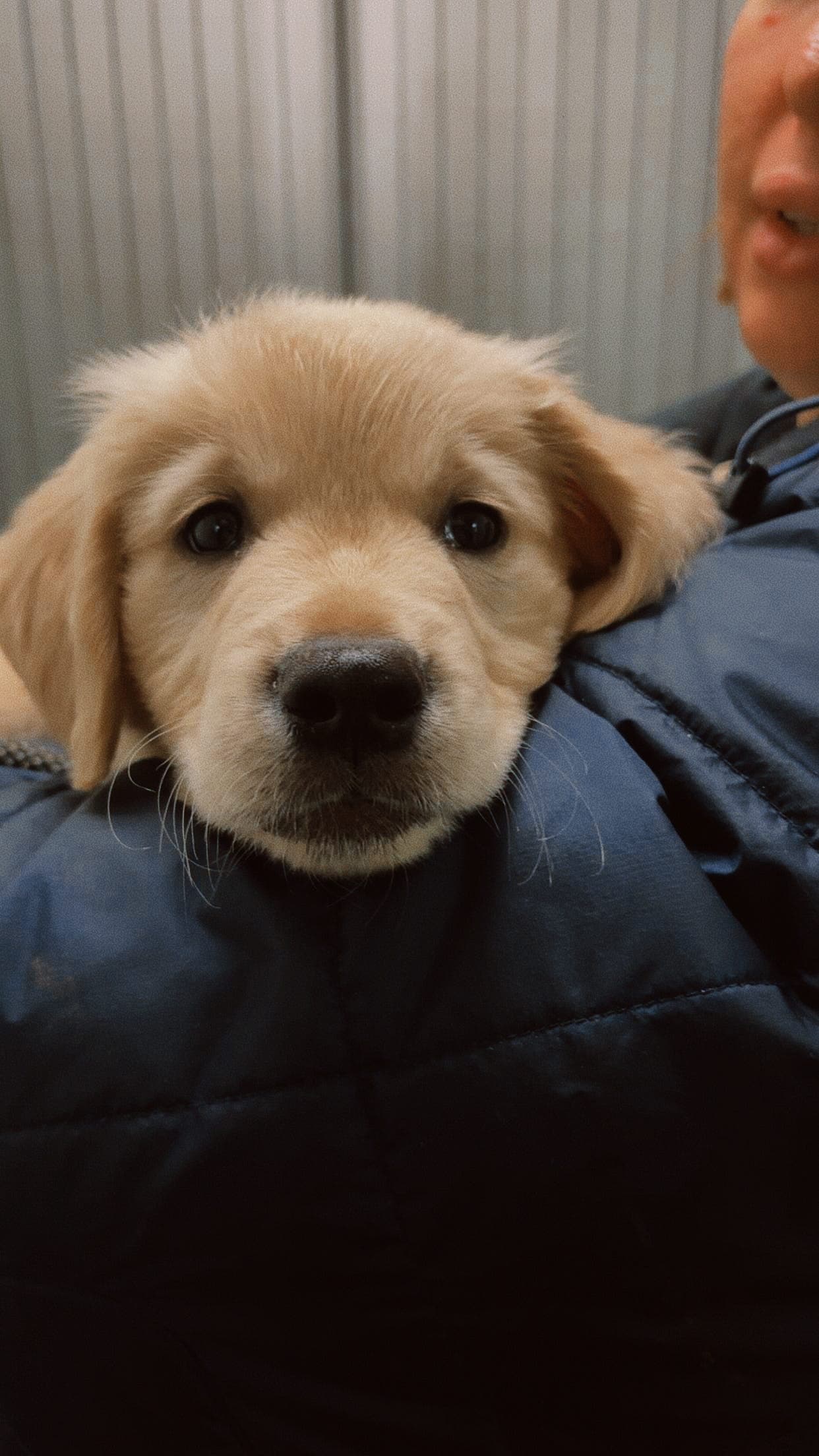 Kaia trenger sitt for-alltid hjem❤️