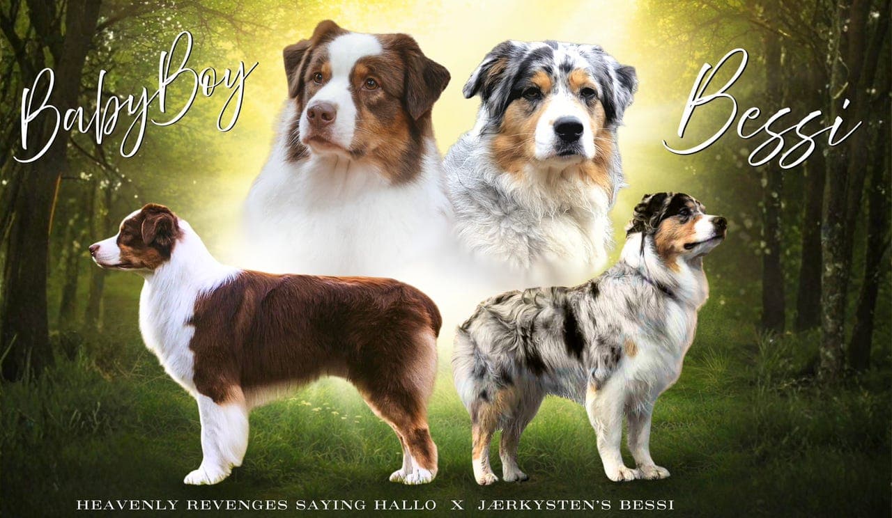 Australian shepherd valper ventes🐾