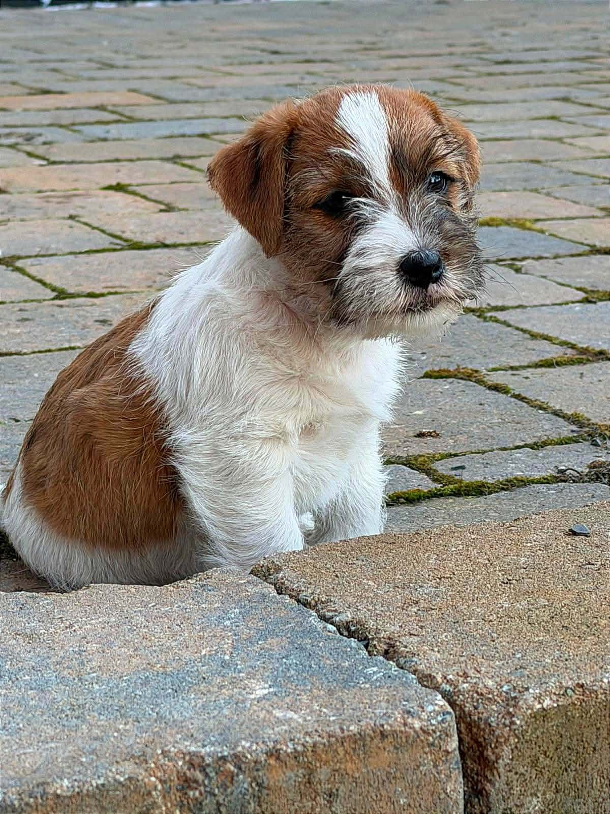 Jack Russell valp - Potter