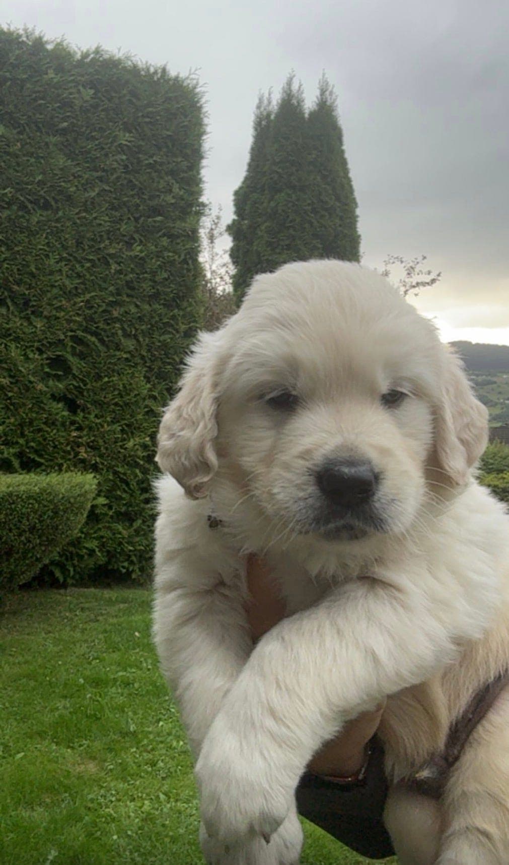 Golden Retriver valper selges!