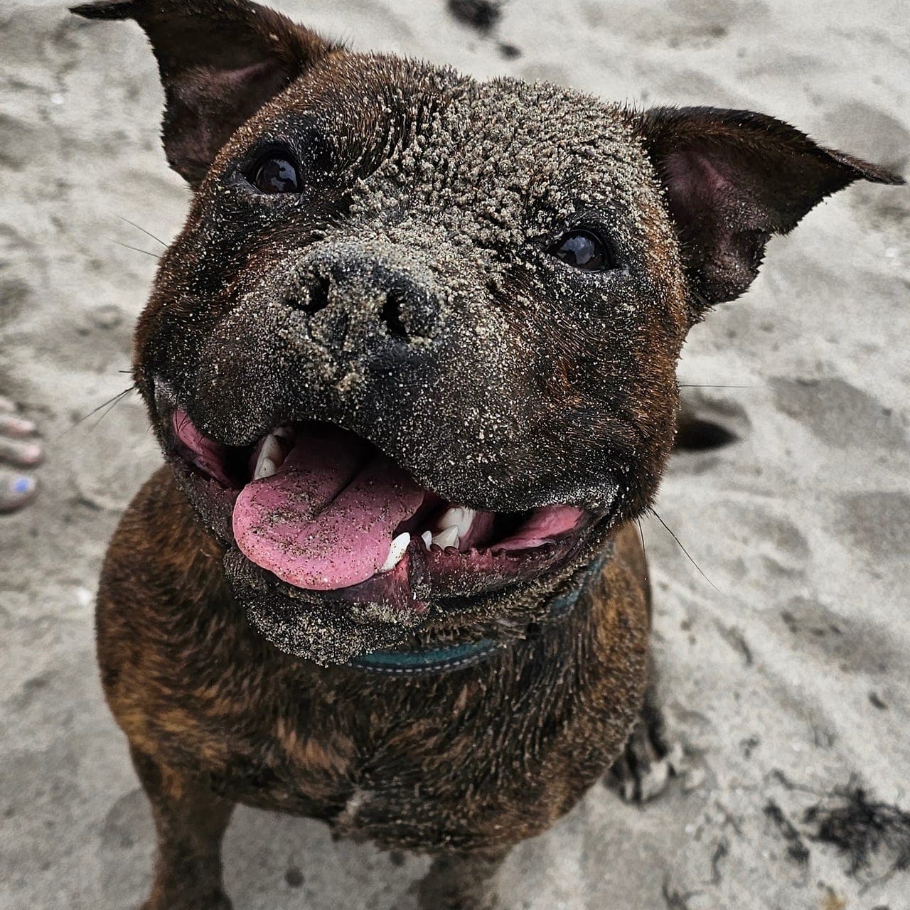 Staffordshire bull terrier