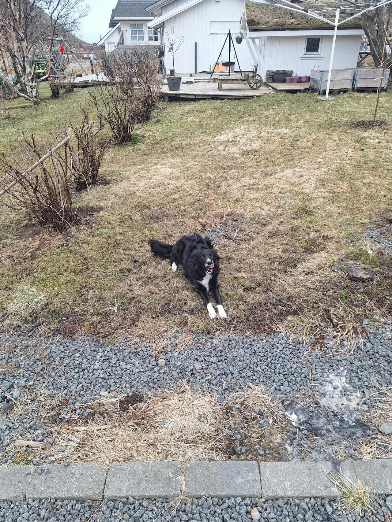 Border Collie Vurderes Solgt