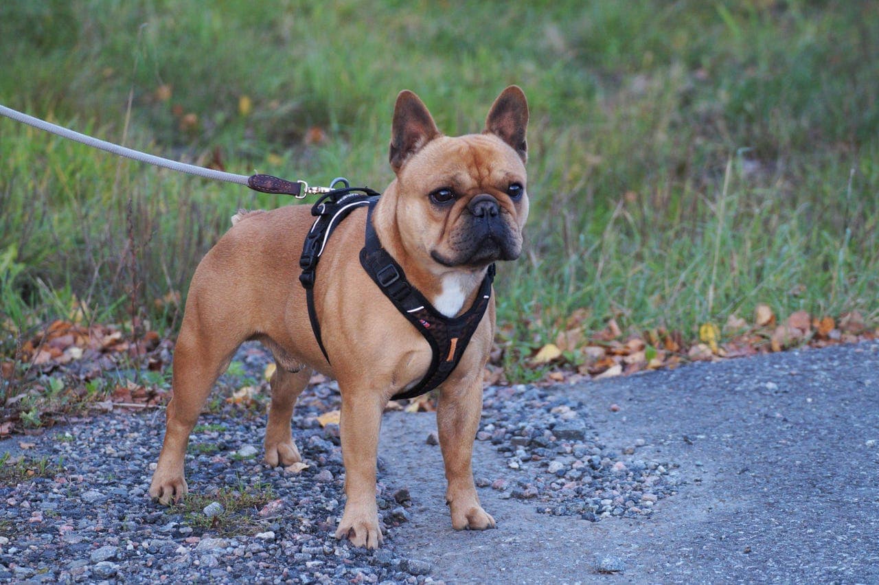 Voksne Fransk Bulldog søker nye hjem