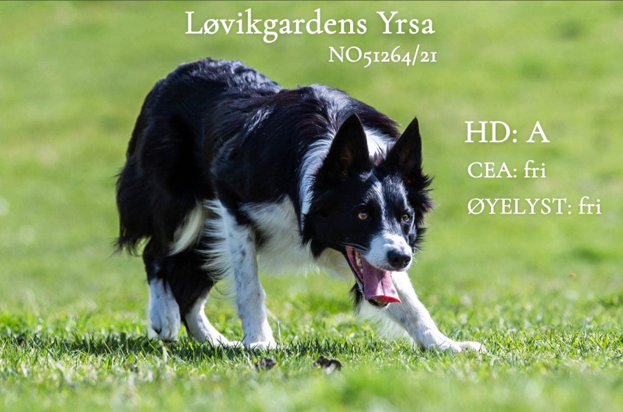 Border Collie