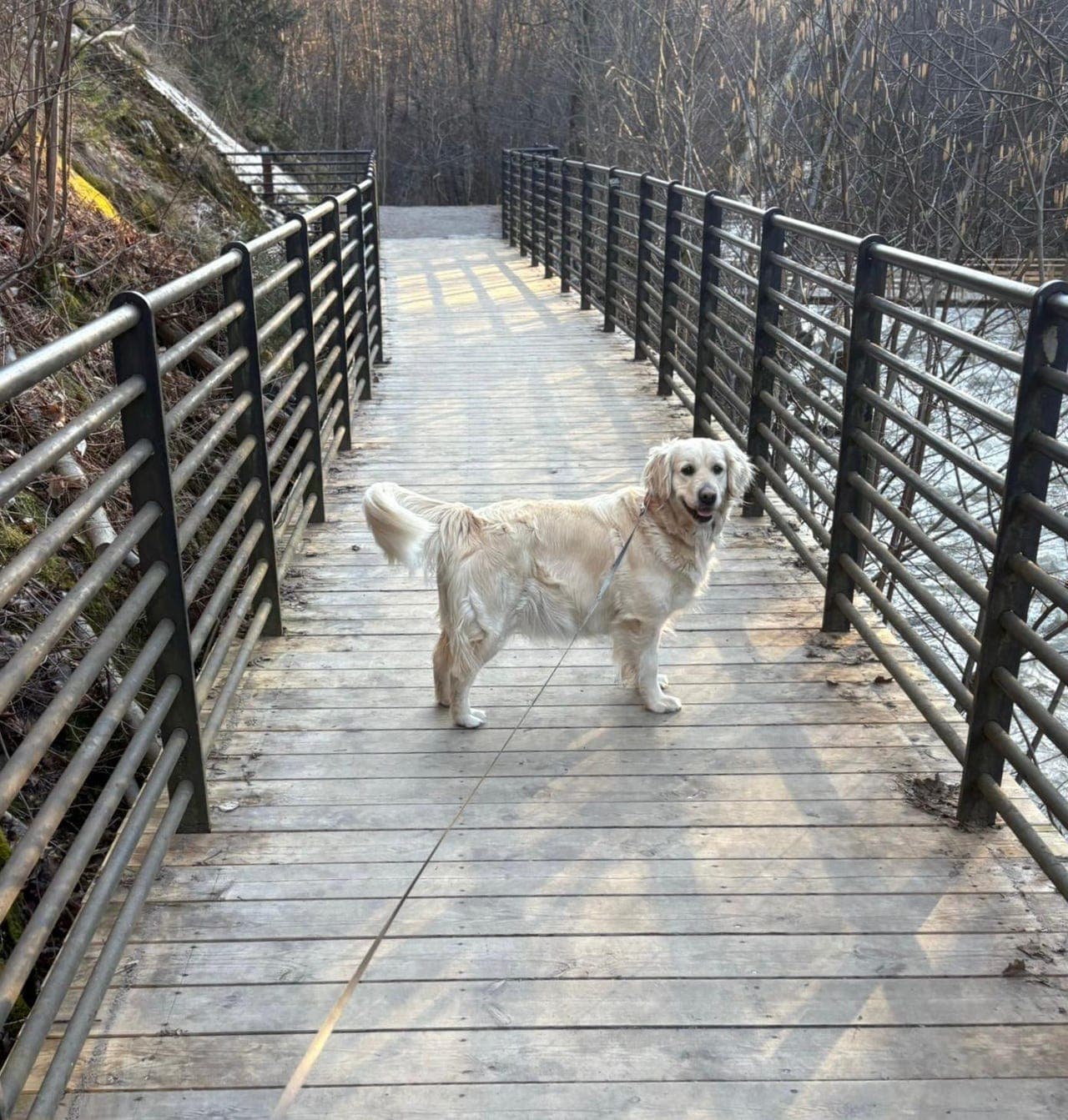 Golden Retriever valper ventes