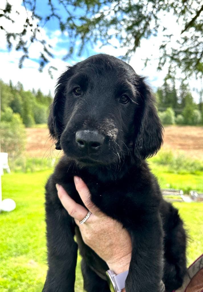 Flatcoated Retriever valper