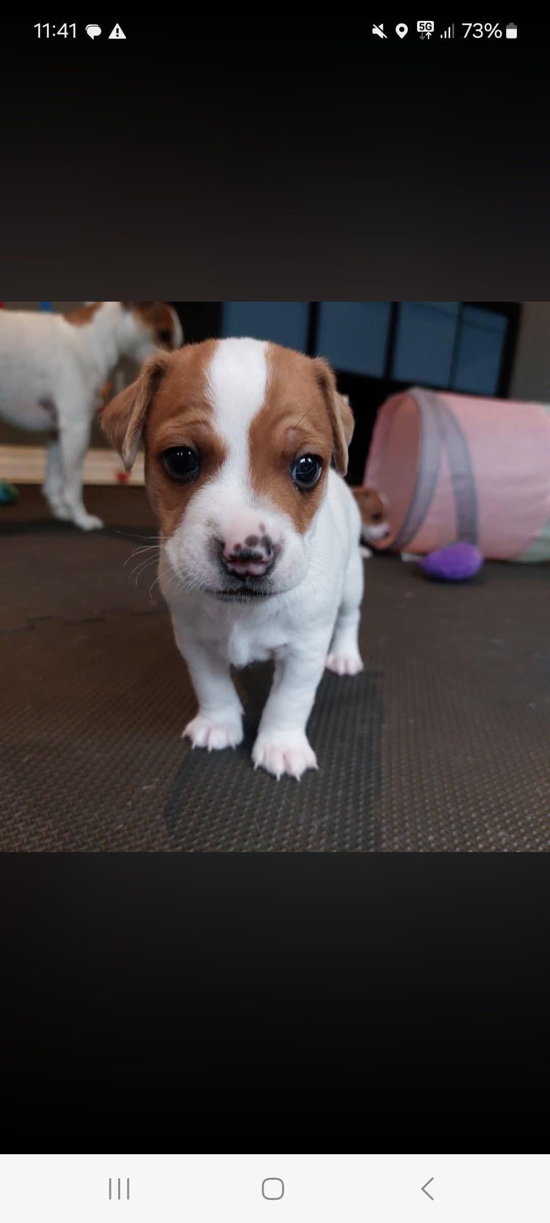 Dansk svensk gårdshund valper