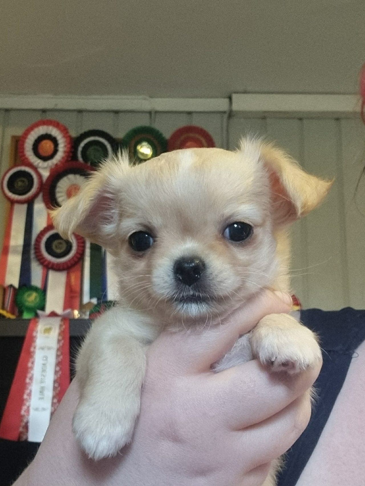 Langhåret chihuahua tispevalp reg. i NKK for salg