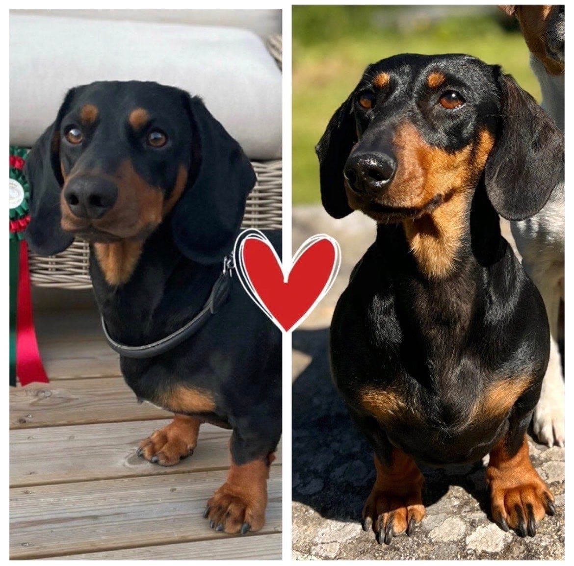 Dachs valper av gode jaktlinjer ventes