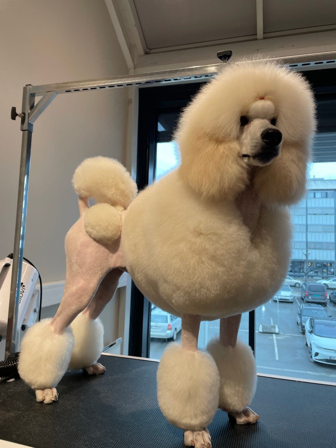 🐩 Kongepuddel valp (Tina, 9 mnd) med stamtavle – til salgs til riktig hjem